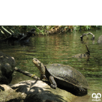 گونه لاکپشت خزری Caspian Pond Turtle